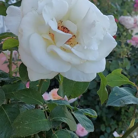 In Sunny Day 6 Complex * Sunny Beach